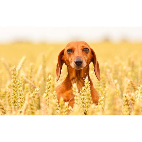 Grain Inclusive Dog Food Options