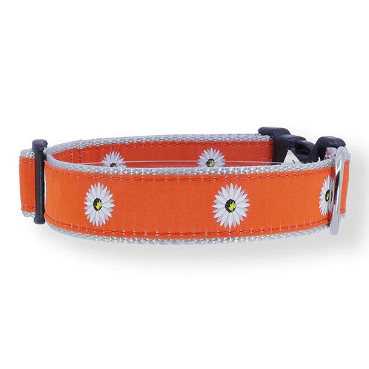 Preston Daisies Collars & Leads