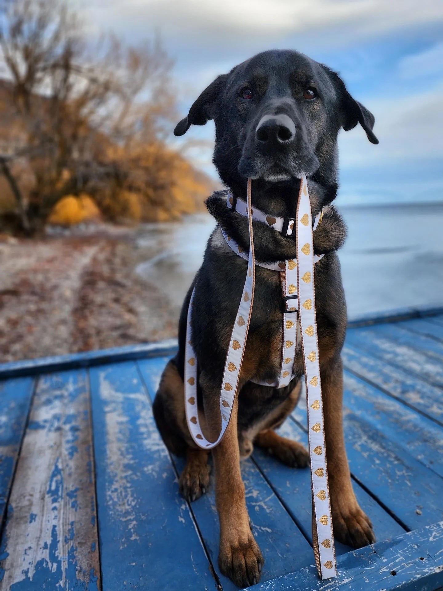 Harnesses