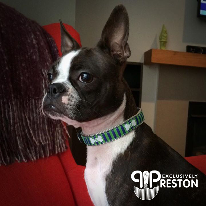 Preston Ribbons – Wishbones Pet Boutique & Barkery