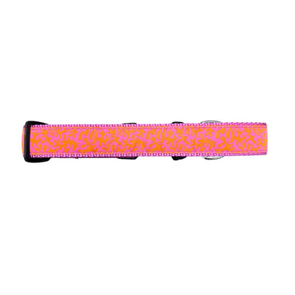 Preston Coral Collars & Leads